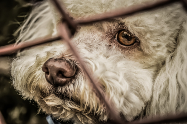 Imagem Bolsonaro sanciona lei que aumenta pena para maus-tratos a cães e gatos