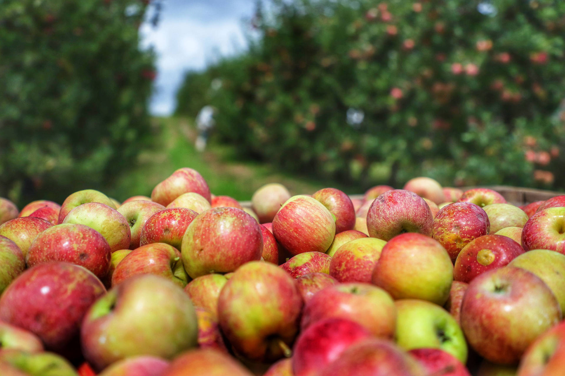 Imagem Pesquisa e tecnologia colocam o Paraná na rota nacional das maçãs