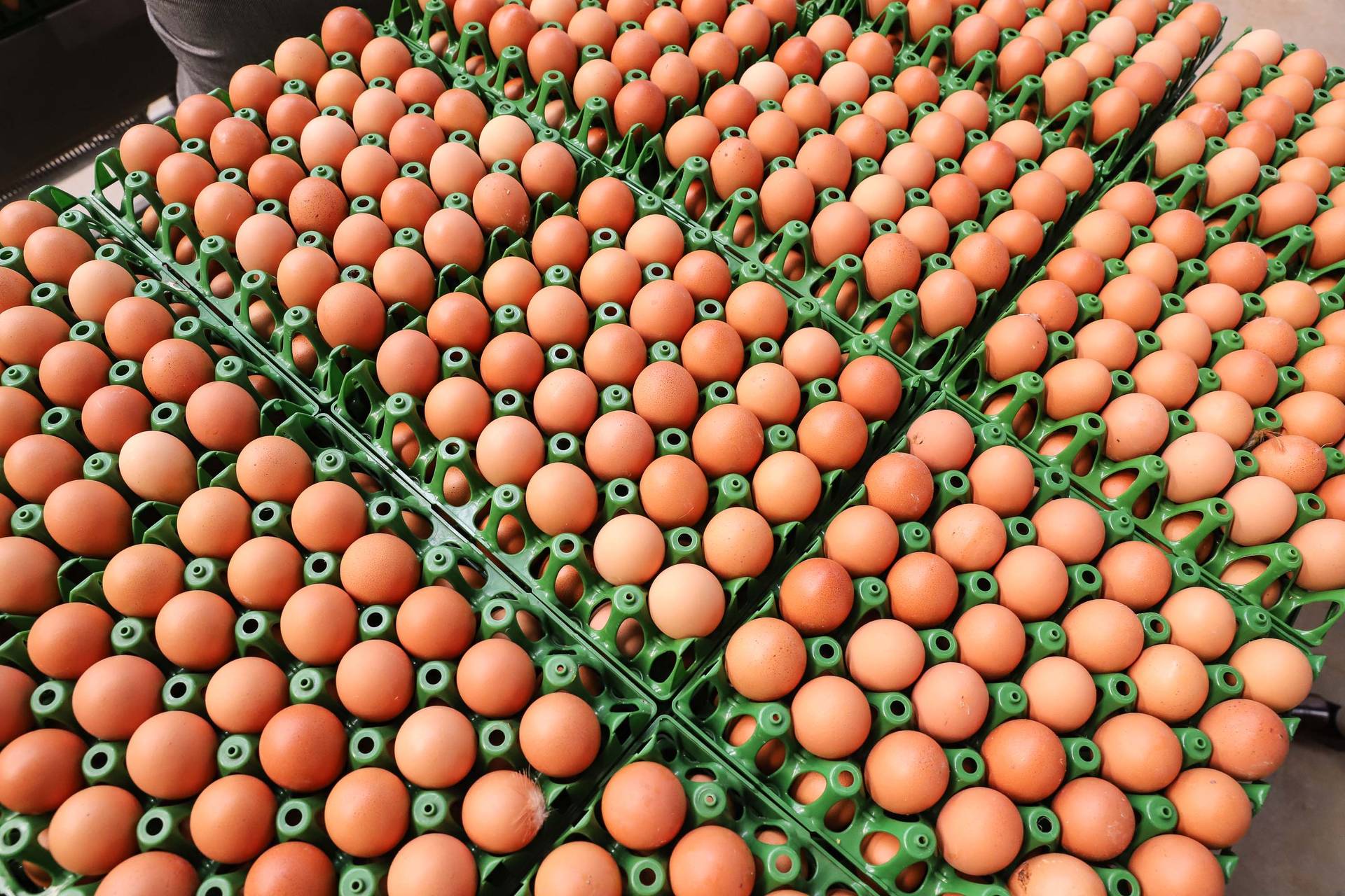 Imagem Preço do ovo aumenta em fevereiro para produtor, atacado e varejo
