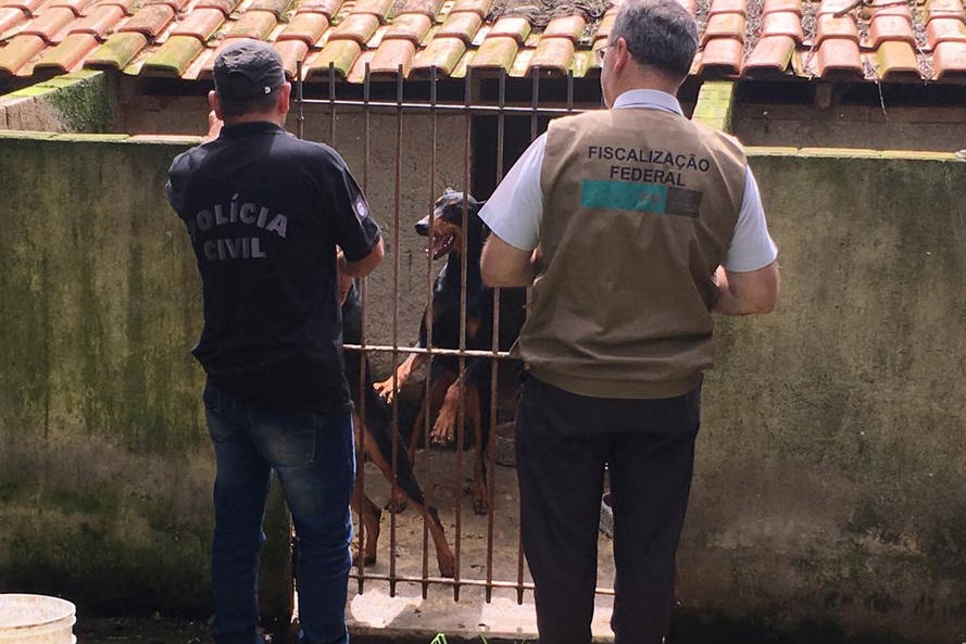 Imagem Paraná registra aumento de denúncias de maus-tratos contra animais domésticos em 2021