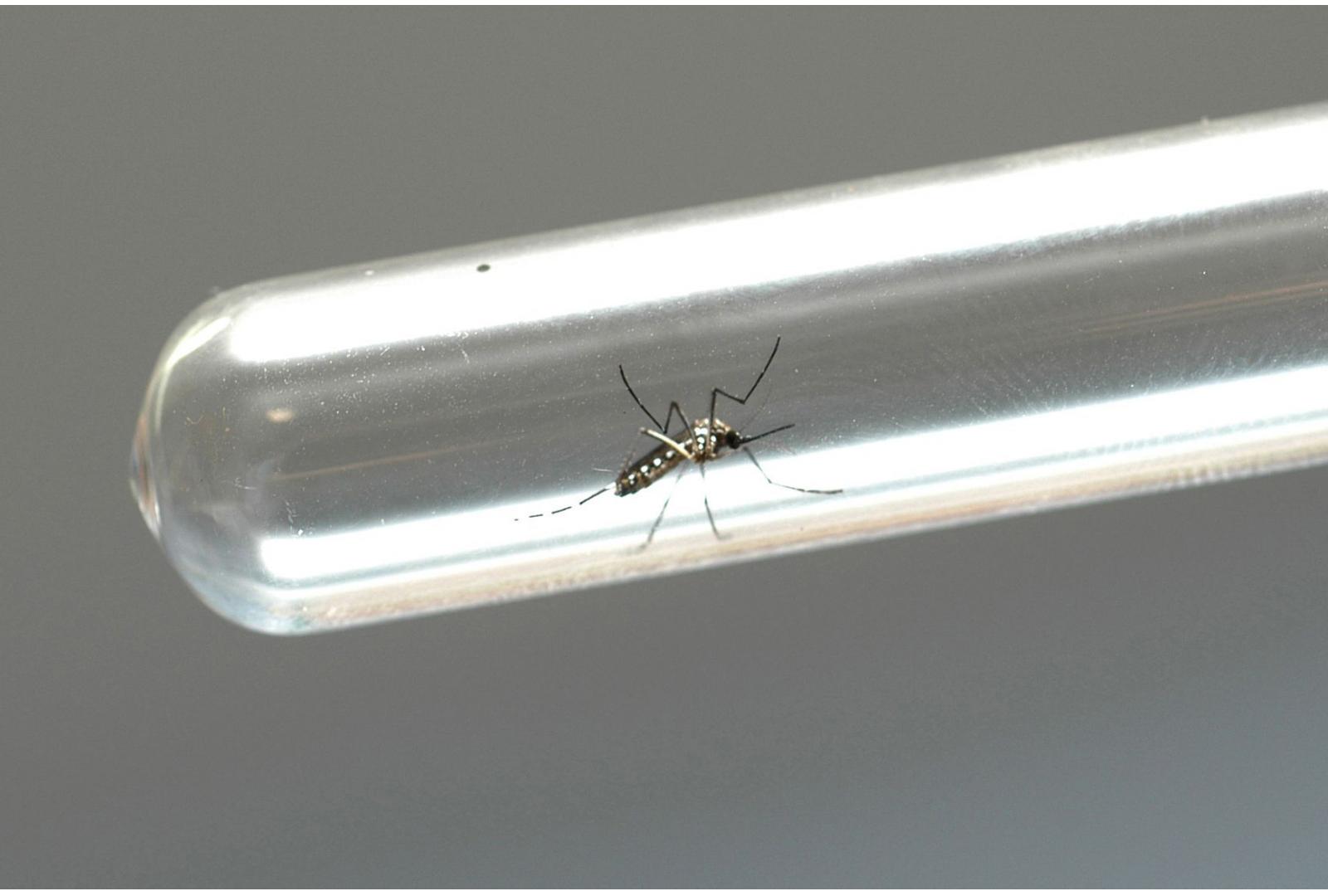 Imagem Infestação do mosquito da dengue segue controlada em Cianorte