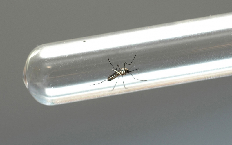 Imagem Cianorte tem índice de infestação do mosquito da dengue em 0,9%