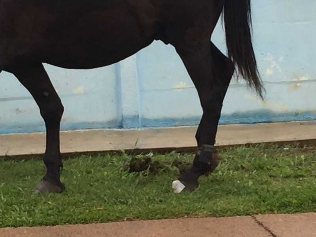 Imagem Cavalo é encontrado usando tornozeleira eletrônica
