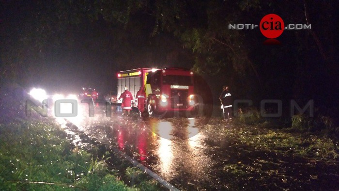 Imagem Ventos fortes derrubam mais de quinze árvores na PR-082