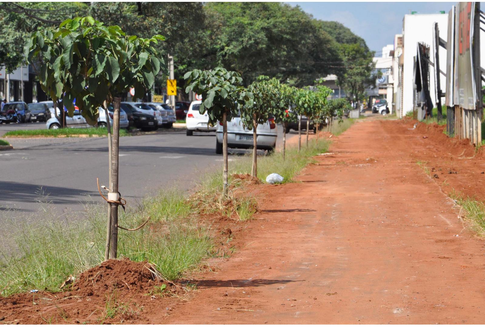 Imagem O número de pedidos solicitando o corte de árvores na área urbana de Cianorte aumentou em 2018. Somente nos três primeiros meses do ano, a Secretaria Municipal de Meio Ambiente (Semma) já recebeu mais de 310 deles. A quantidade corresponde a 47% do que foi contabilizado em todo o ano anterior, em que foram 660.  Para o secretário da pasta e presidente do Conselho de Meio Ambiente (Comma), Guilherme Comar Schulz, o dado é preocupante. “Por conta desse aumento expressivo, temos tido muito cuidado ao atender as demandas, sempre seguindo padrões rigorosos e visando, sobretudo, o cuidado com a natureza”, enfatiza.  A análise técnica dos cortes das árvores no município são realizadas por membros do Comma, que observam os critérios estabelecidos pelo artigo 12 da Lei Municipal 1.277/90, como a situação das estruturas – se estão secas, ocas ou podres -, se a base está podre, se ela ameaça cair, se está localizada incorretamente na entrada de veículos ou fora do alinhamento permitido, se está infestada de pragas ou doenças, se for considerada irrecuperável ou se não é recomendada para a arborização urbana – como as frutíferas. Após a vistoria, a solicitação é aceita ou não.  “Os pedidos indeferidos são encaminhados para a realização de podas, quando necessário, ou arquivados. Já os protocolos deferidos são repassados para a equipe de corte, que atende as demandas conforme ordem de chegada ou urgência”, explica o secretário.  “Importante ressaltar que em caso de corte, o requerente assina um termo em que se compromete, dentro do prazo de 90 dias, a realizar o replantio”, relembra Guilherme. Mudas de espécies nativas – Alecrim, Chorão, Canela, Ipê branco, Amarelo, Roxo, Americana e Quaresmeira – são doadas pela Secretaria de Meio Ambiente para substituírem os exemplares retirados.  Fonte: Assessoria de Comunicação