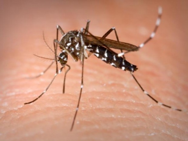 Imagem Foz registra primeira morte por dengue no ano no Paraná
