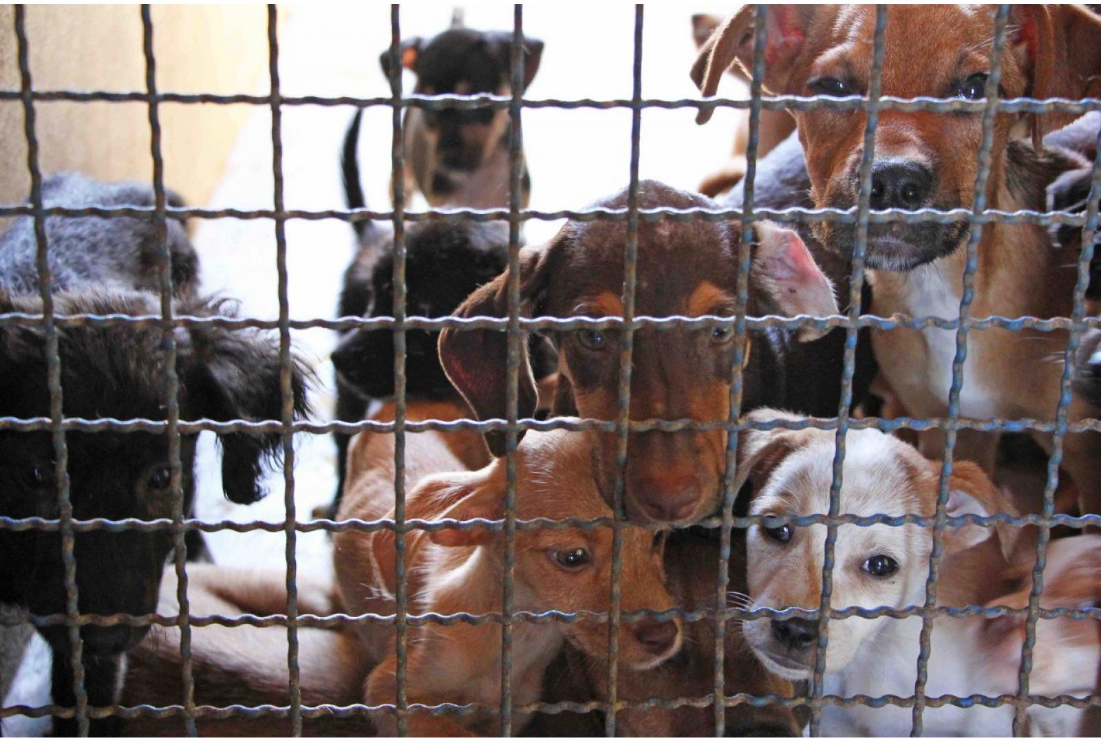 Imagem MEGA FEIRINHA DE CÃES DO CANIL MUNICIPAL ACONTECE NESTE SÁBADO