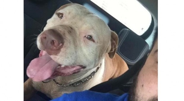 Imagem Pitbull é localizado em Tapejara e casal deve levar recompensa de R$ 5 mil