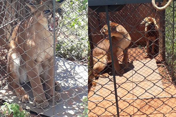 Imagem Funcionários de fazenda capturam onça-parda que abateu vários animais