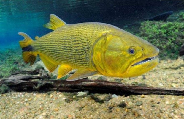 Imagem Pesca ao Dourado está proibida nos rios do Paraná por oito anos