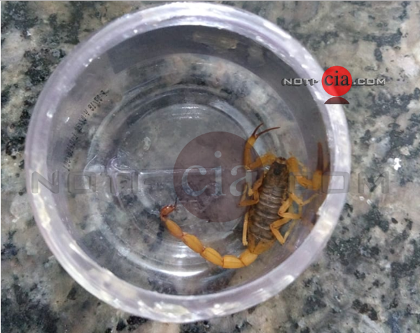 Imagem Homem de 33 anos é picado por escorpião amarelo em Cianorte