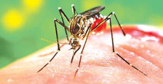 Imagem Mais duas mortes por dengue são confirmadas no Estado