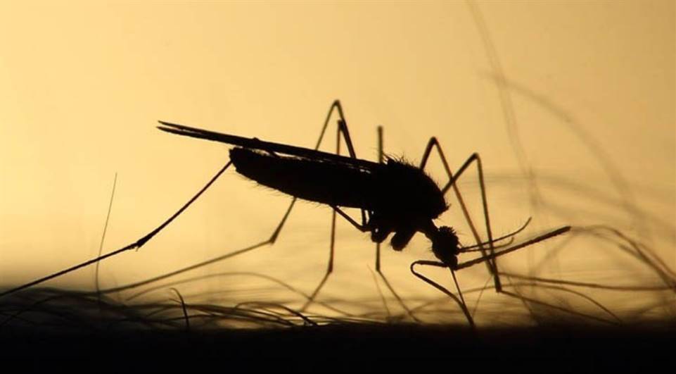 Imagem Boletim confirma mais três mortes por dengue em todo o Paraná