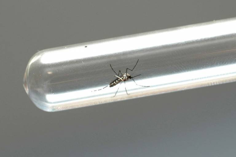 Imagem País tem quase 1,3 milhão de casos e 443 mortes por dengue este ano