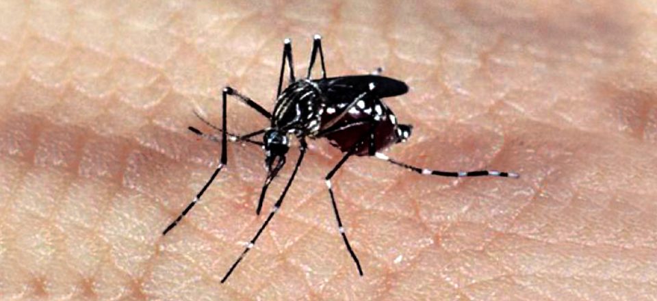 Imagem Boletim semanal da dengue confirma mais um morte no Paraná