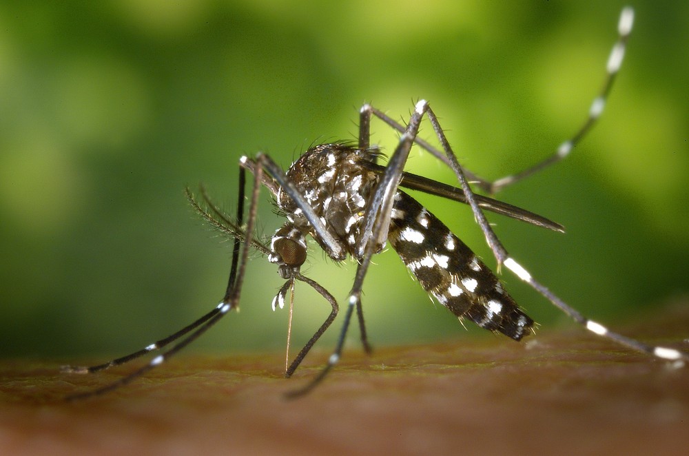 Imagem Sesa confirma nova vítima, e número de mortes por dengue sobe para 21 no Paraná