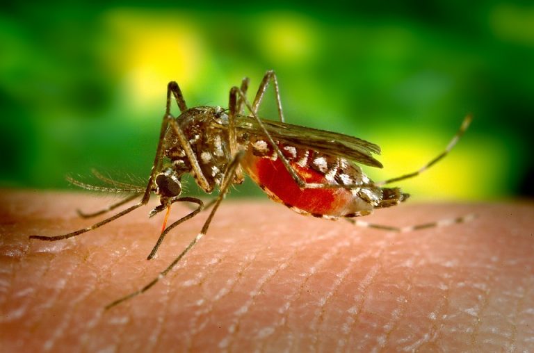 Imagem Região polarizada por Cianorte tem aumento de casos de dengue