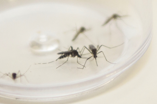 Imagem Cianorte tem índice zero de infestação do mosquito da dengue