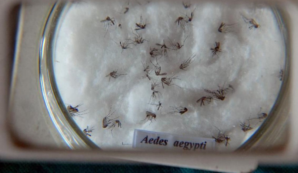 Imagem Saúde registra 1.550 novos casos de dengue no Paraná e intensifica ‘arrastões’