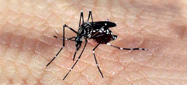 Imagem Crianças de até 5 anos morrem mais de dengue, revela pesquisa