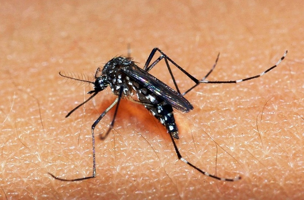 Imagem Vacinação em massa contra dengue não ocorrerá em 2025