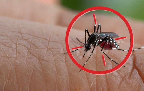 Imagem Em 15 dias, Paraná registra 18.650 novos casos de dengue, mas há queda de registros