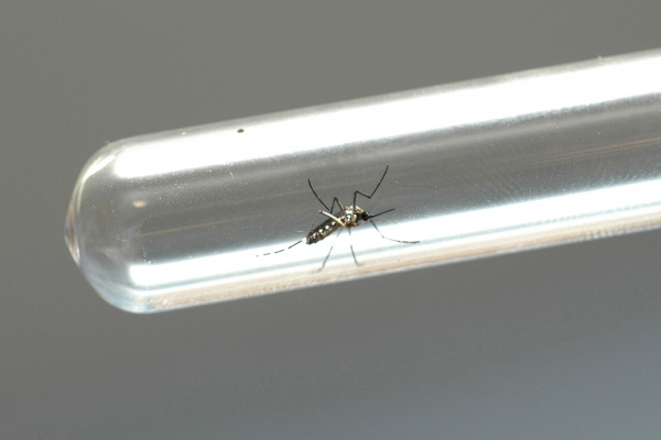 Imagem Boletim semanal da dengue confirma 10,5 mil novos casos e cinco óbitos no Paraná
