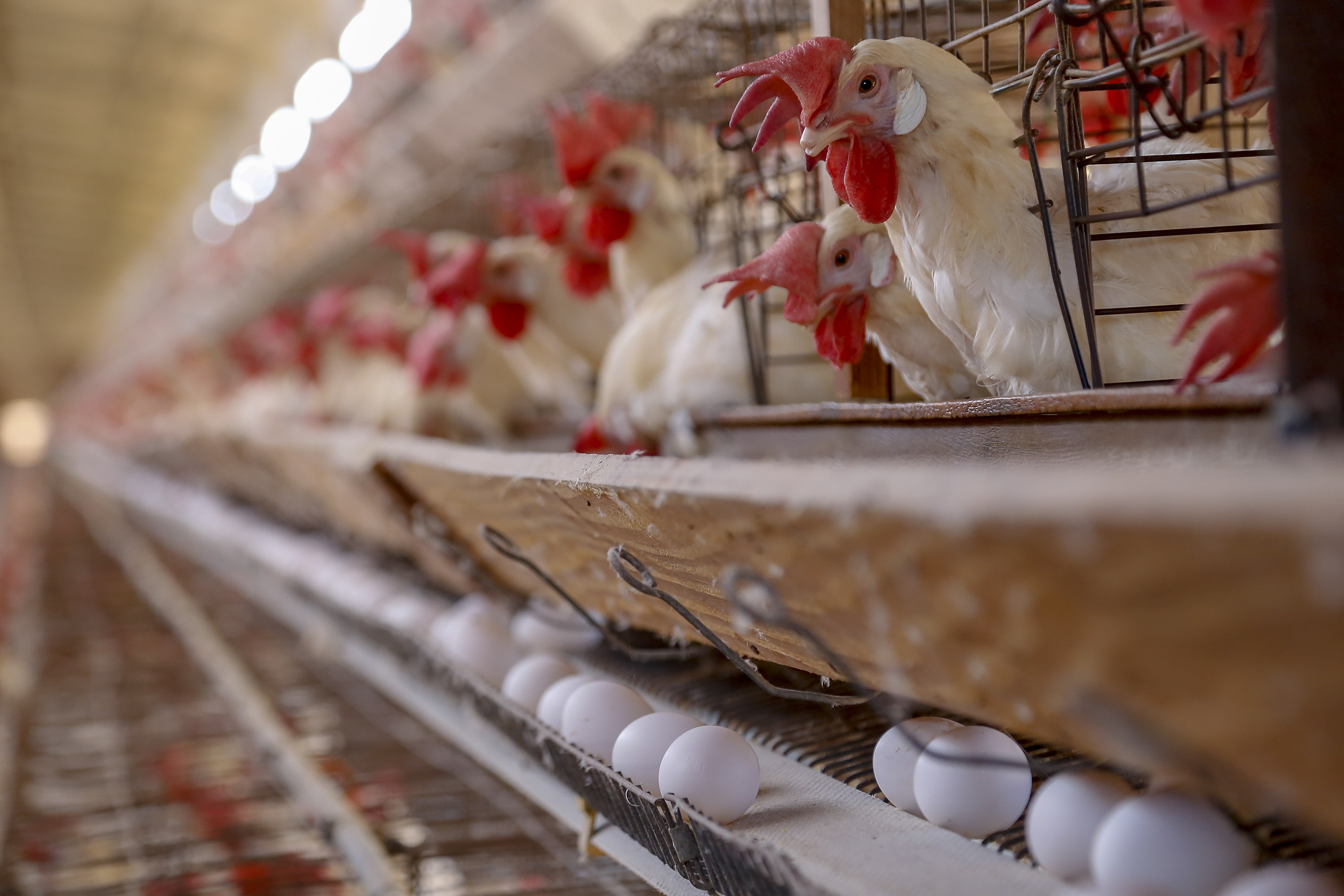 Imagem Líder nacional em proteína animal, Paraná aumenta produção de frangos e suínos em 2021