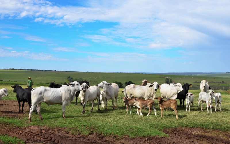 Imagem Valor Bruto de Produção Agropecuária cresce 30% em Cianorte