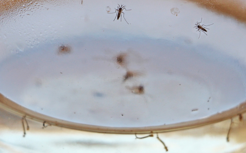 Imagem Cianorte tem queda na infestação do Aedes aegypti e nos casos de dengue