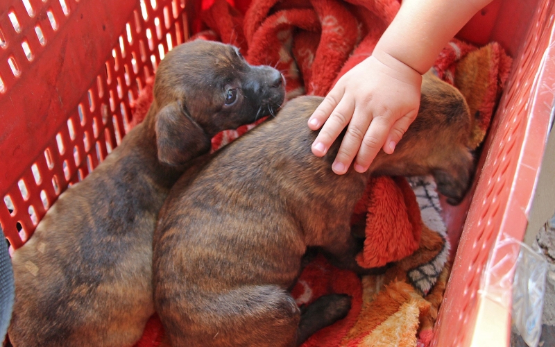 Imagem Feirinha de Adoção visa encontrar lares para cães abandonados