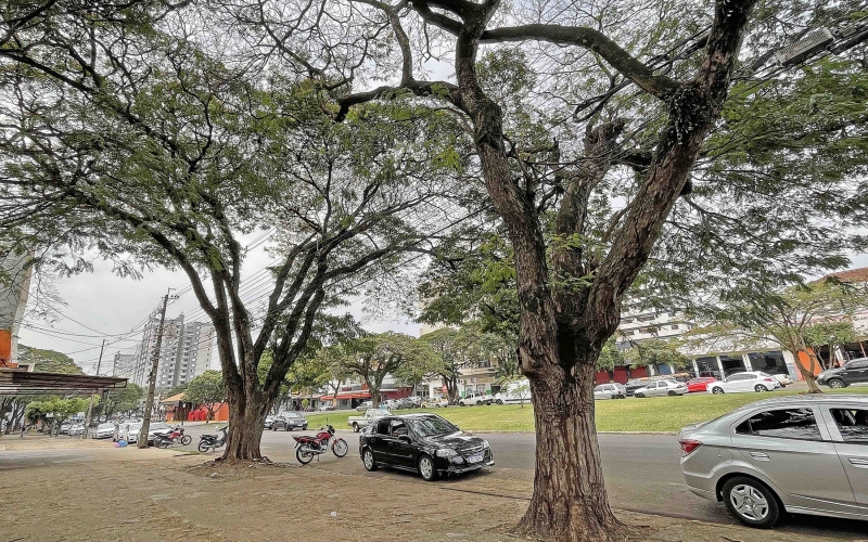 Imagem Árvores infestadas por cupins serão retiradas da Avenida Brasil