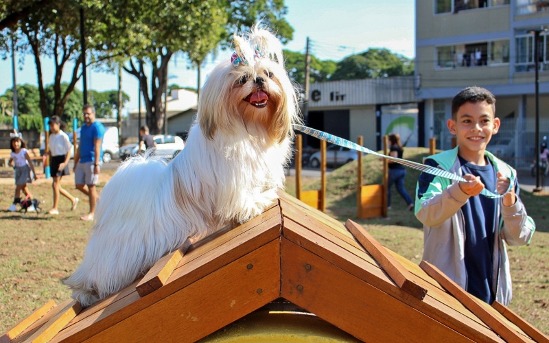 Imagem Domingo tem Cãominhada pela segurança dos animais no trânsito