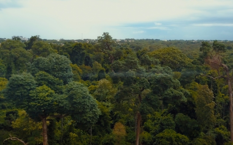 Imagem Cianorte pretende zerar emissão de carbono até 2053