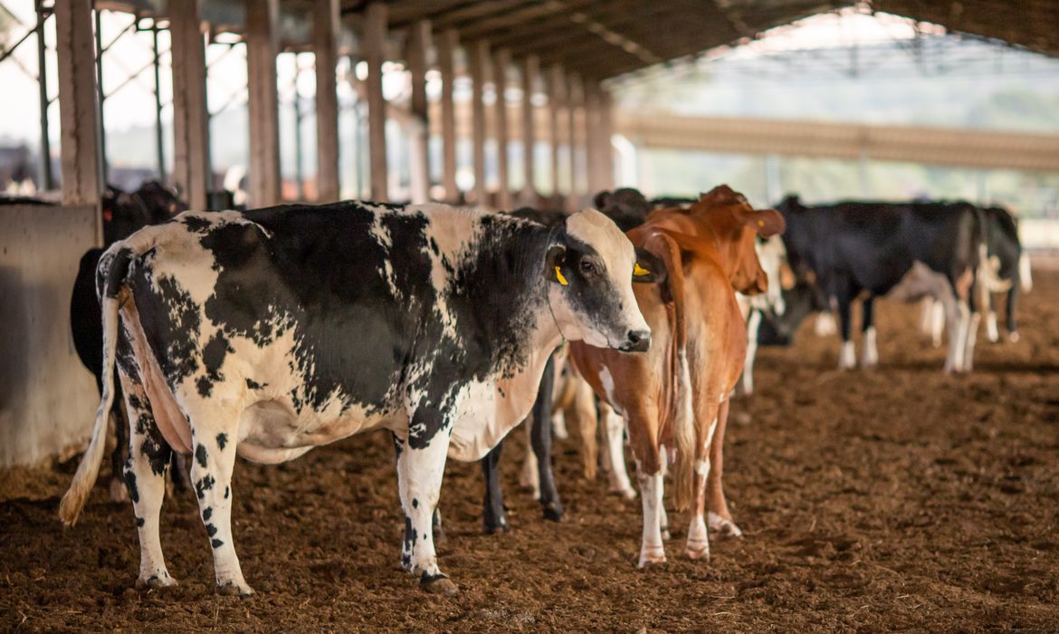 Imagem Vendas de carne bovina à China são suspensas após caso de vaca louca