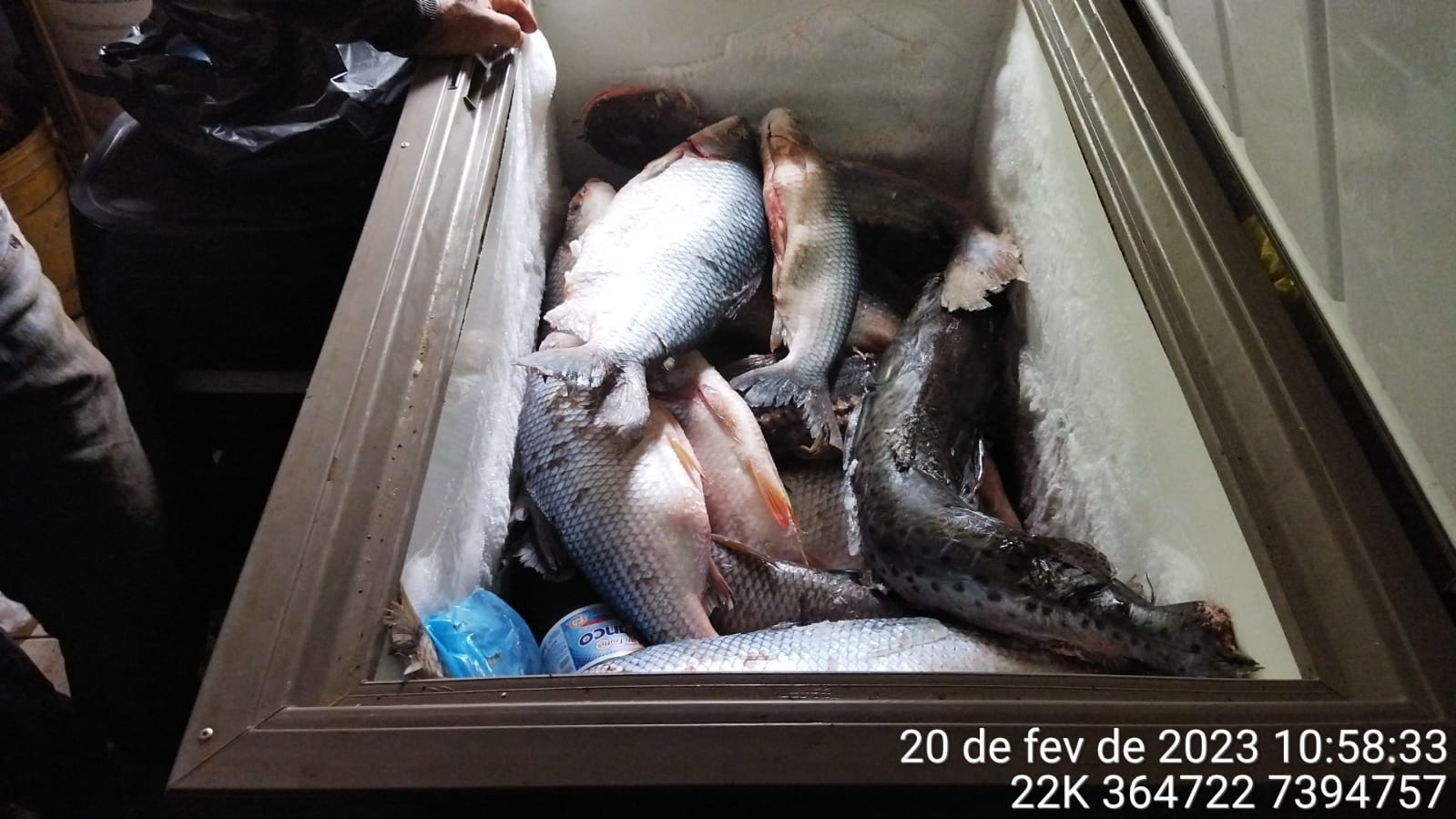 Imagem Piracema encerra com mais de 300 quilos de peixes apreendidos na Região