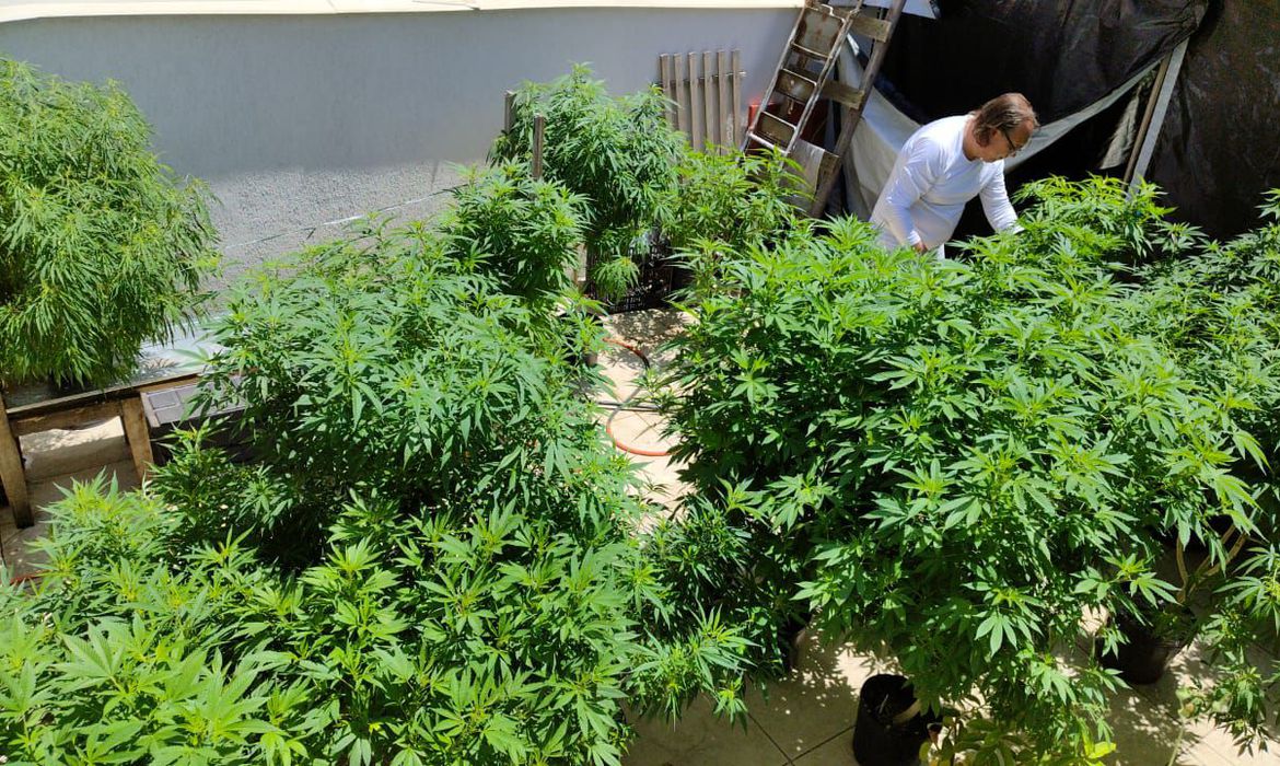 Imagem Venda nas farmácias de produtos à base de cannabis cresce 342,3%