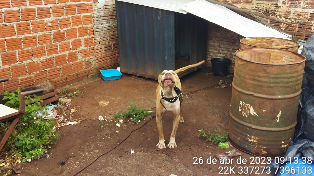 Imagem Proprietário é multado após maus tratos a cachorro da raça Pit Bull em São Tomé