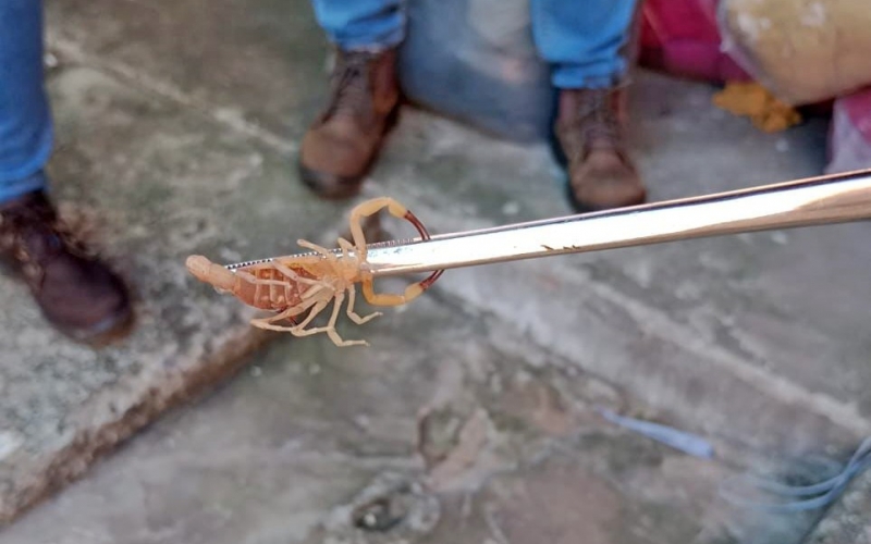 Imagem Ação de combate ao escorpião amarelo visita 297 imóveis na Zona 03