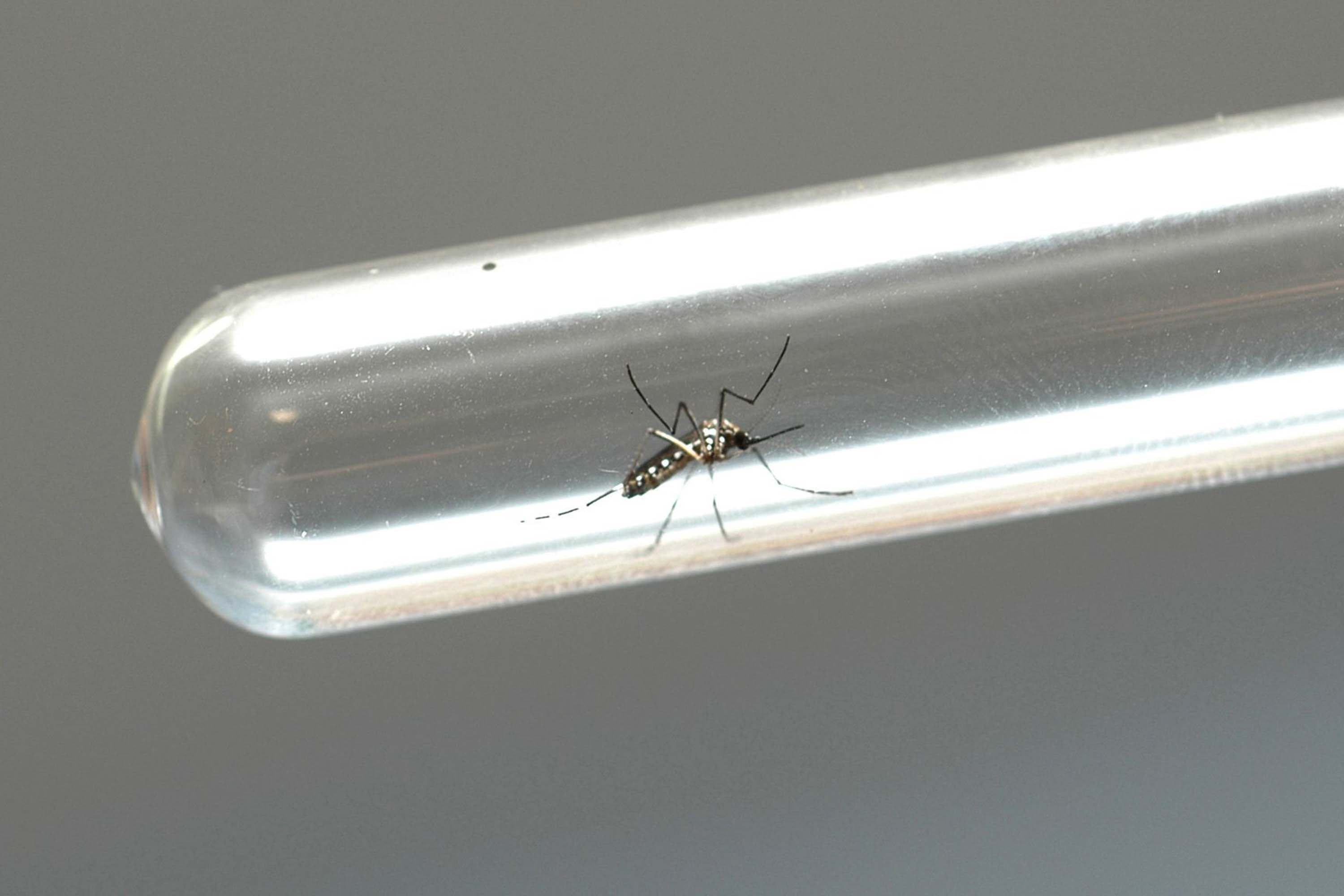 Imagem Saúde alerta para sintomas da dengue e importância do tratamento adequado