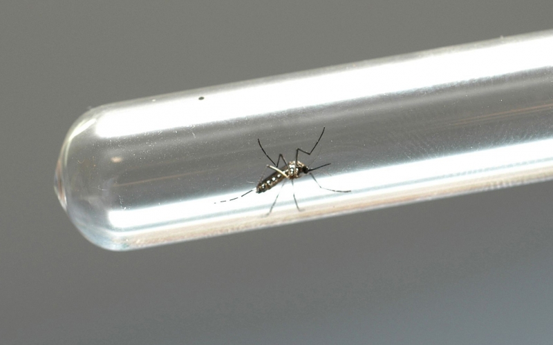 Imagem Cianorte tem baixo índice de infestação do mosquito Aedes aegypti