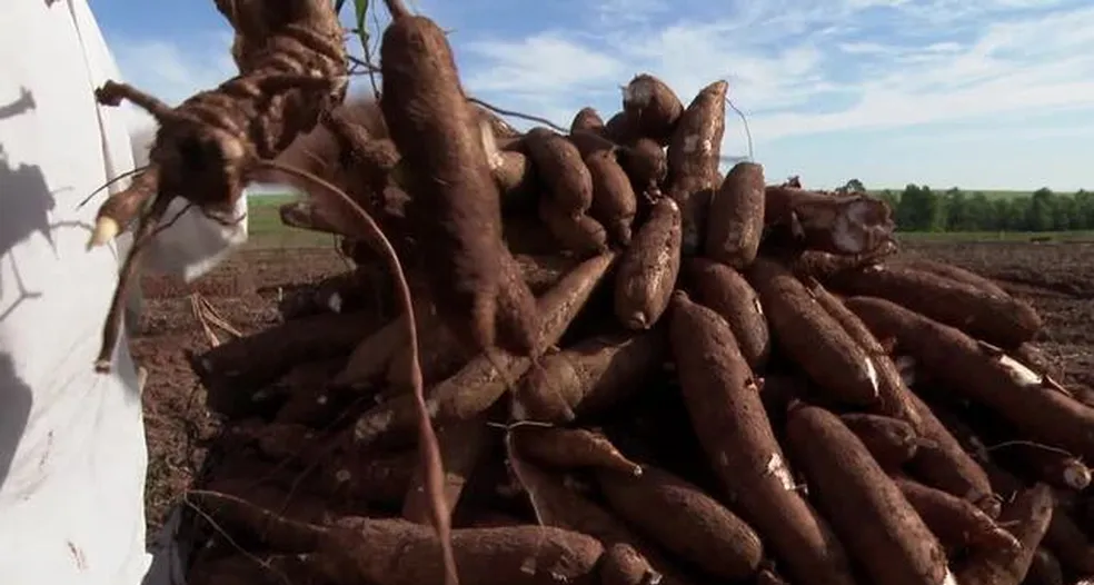 Imagem Preço da mandioca cai 30% em 90 dias e desagrada agricultores do Paraná