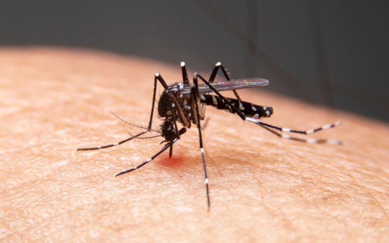 Imagem Cianorte tem baixo índice de infestação do mosquito da dengue