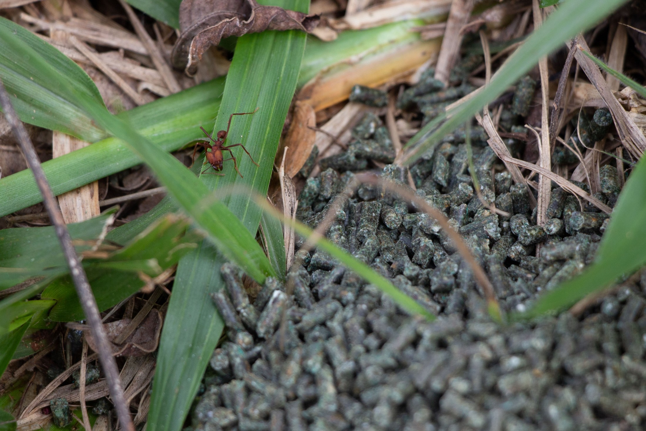 Imagem Servidores recebem treinamento para o controle de formigas-cortadeiras