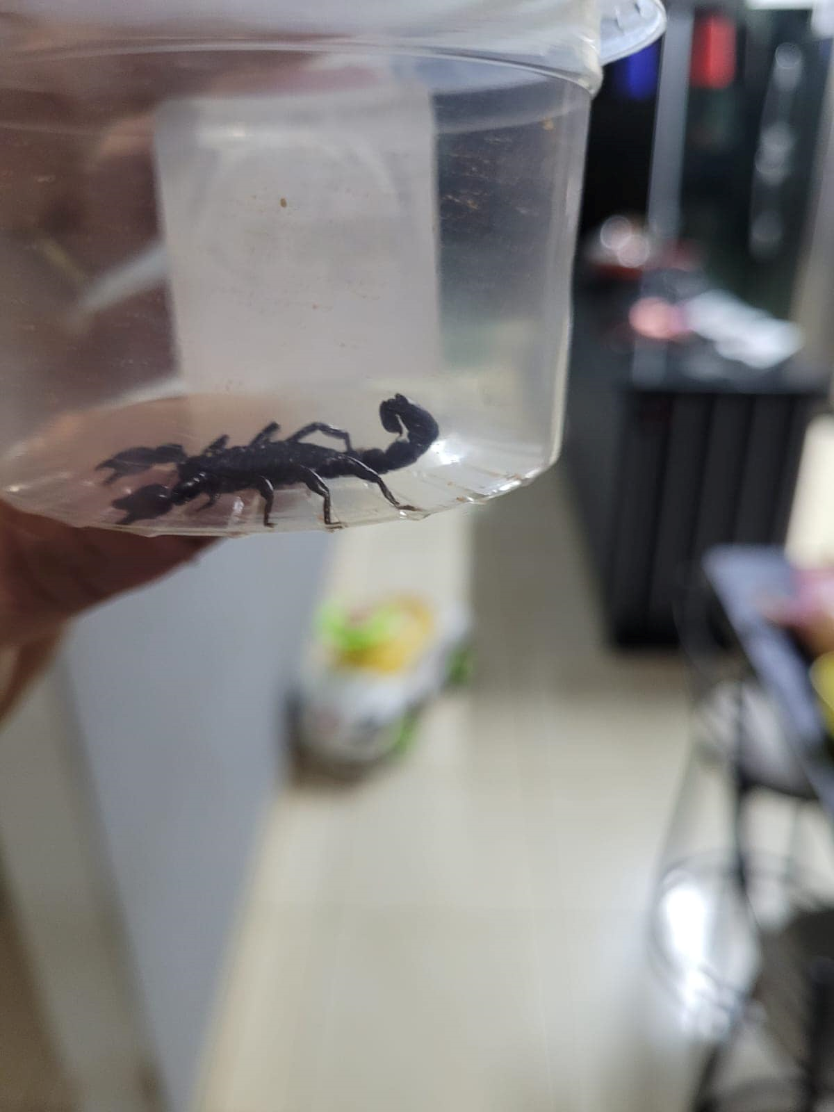 Imagem Aumenta registros de escorpiões em residências de Cianorte