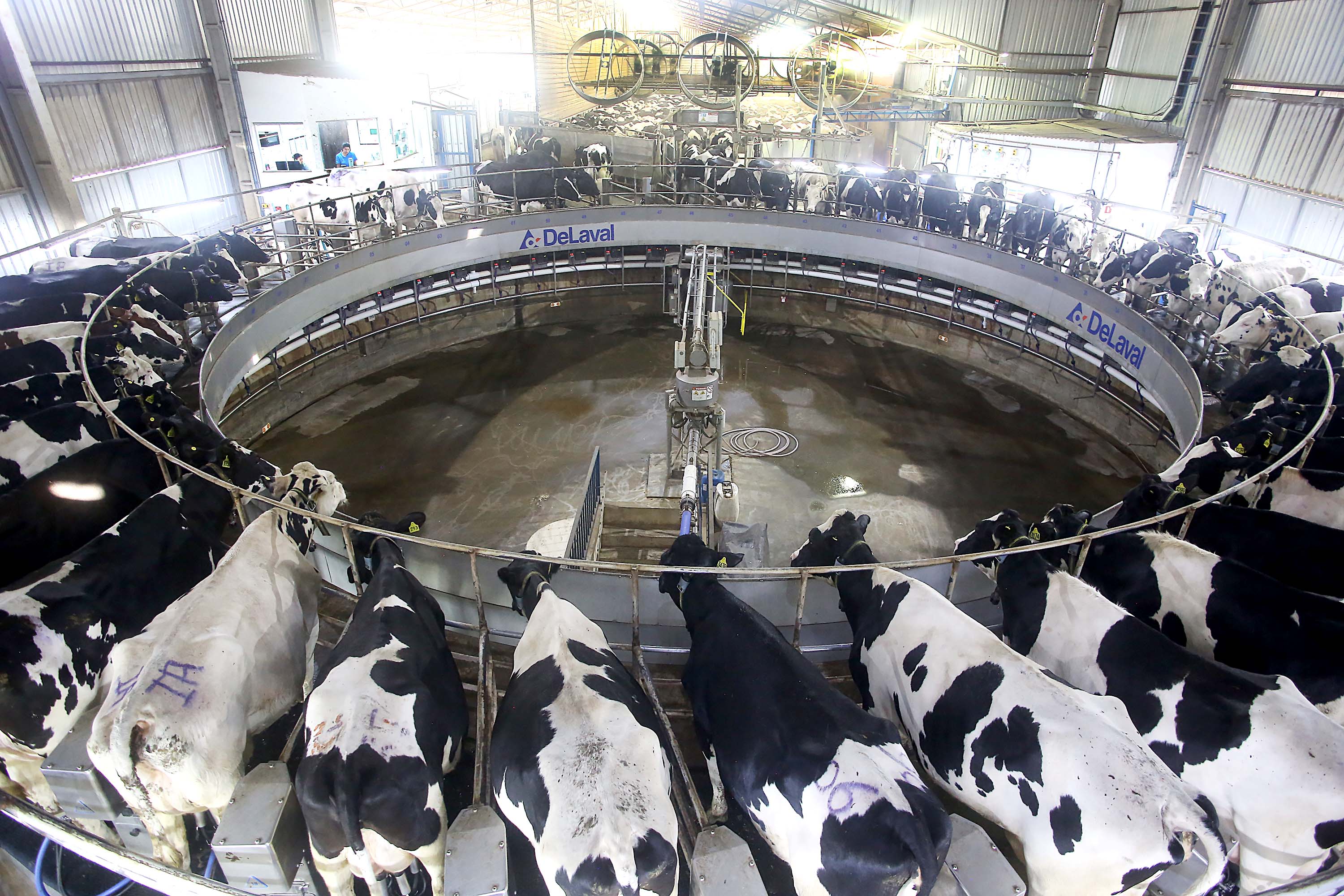 Imagem Crise na Produção de leite preocupa produtores da Amenorte