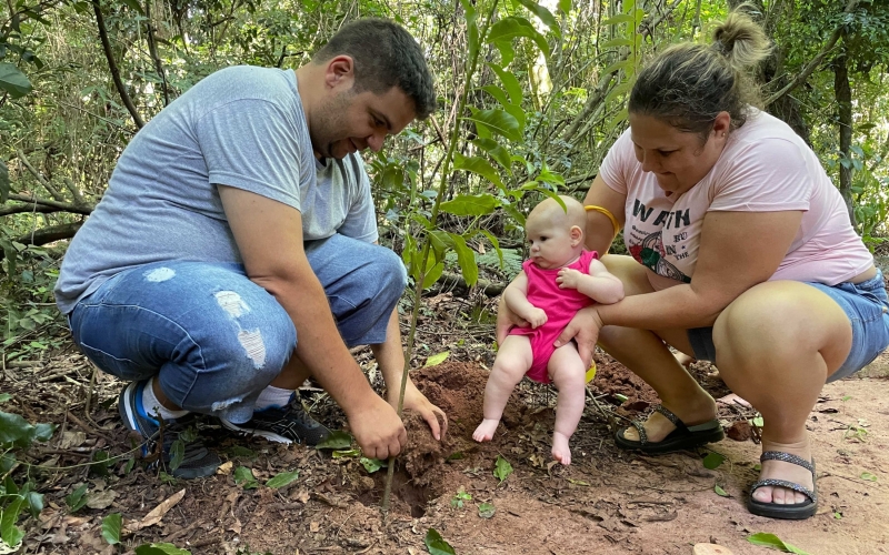 Imagem Cianorte planta uma árvore para cada nascido em 2023
