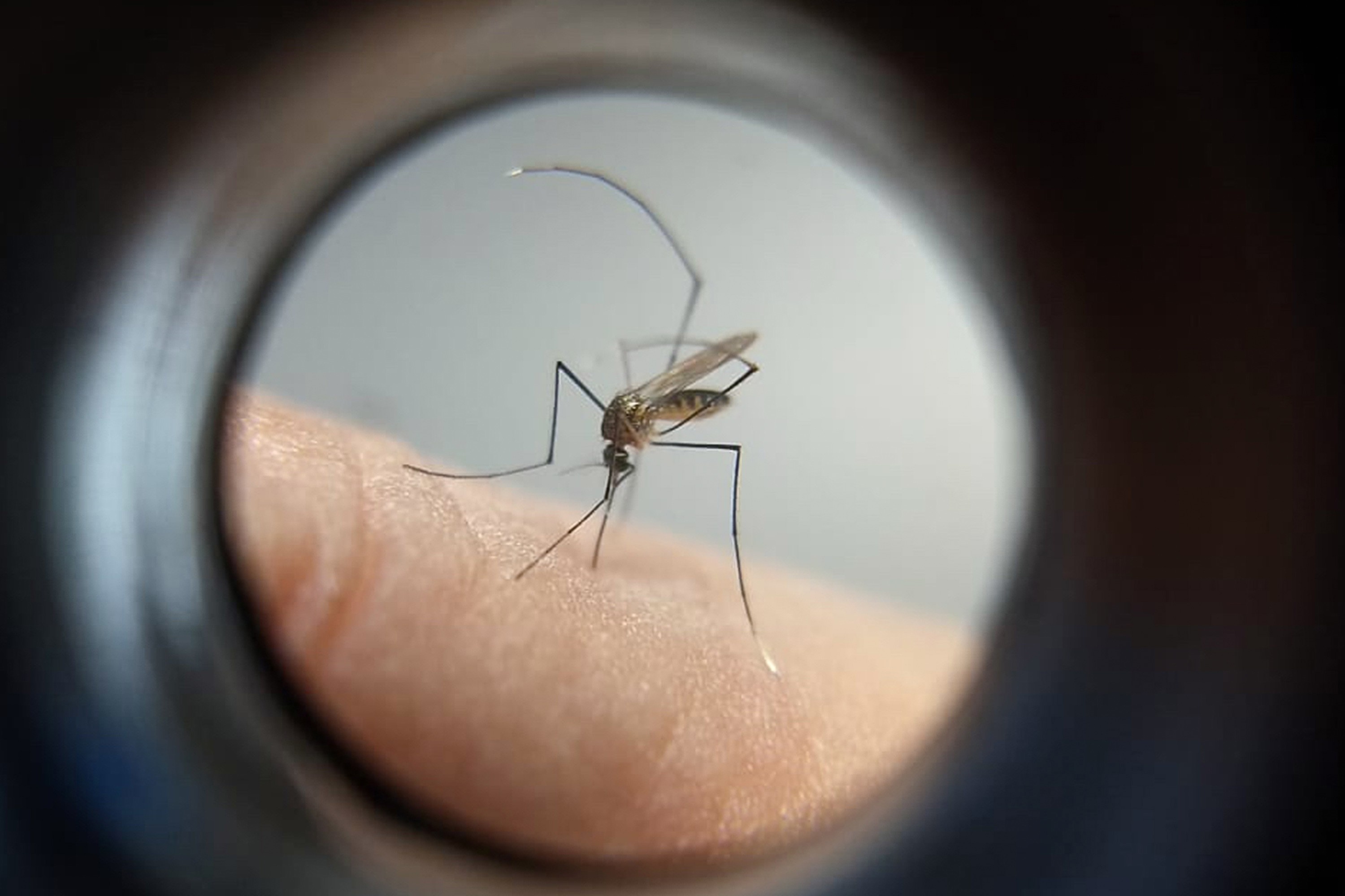 Imagem Paraná manda ofício ao Ministério da Saúde solicitando mais vacinas contra a dengue