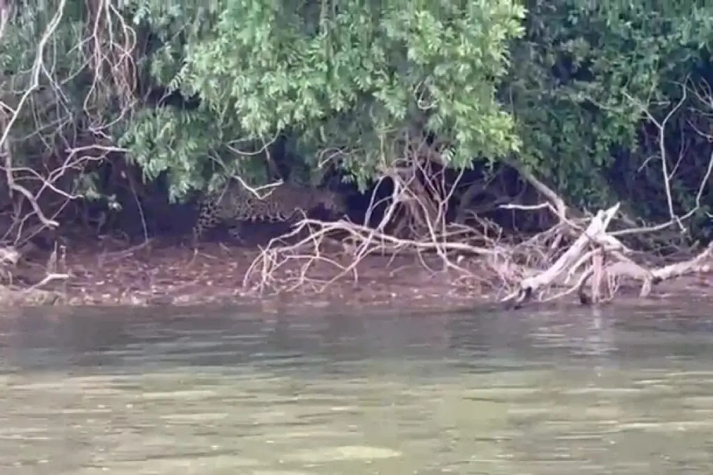 Imagem ‘Emocionante’: Onças-pintadas são flagradas por pescador no Rio Paraná em Porto Rico