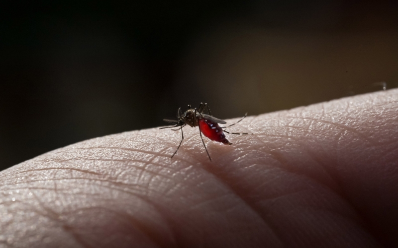 Imagem Saúde confirma mais dois óbitos por dengue em Cianorte